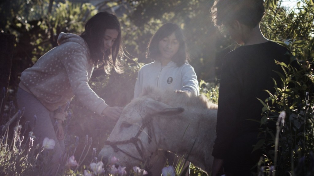 adolescentes acariciando burro